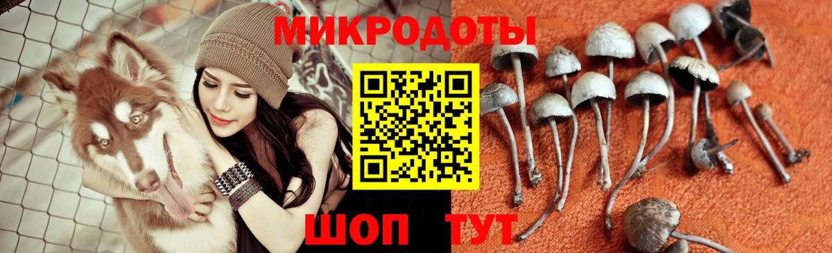 Галлюциногенные грибы Cubensis Славянск-на-Кубани